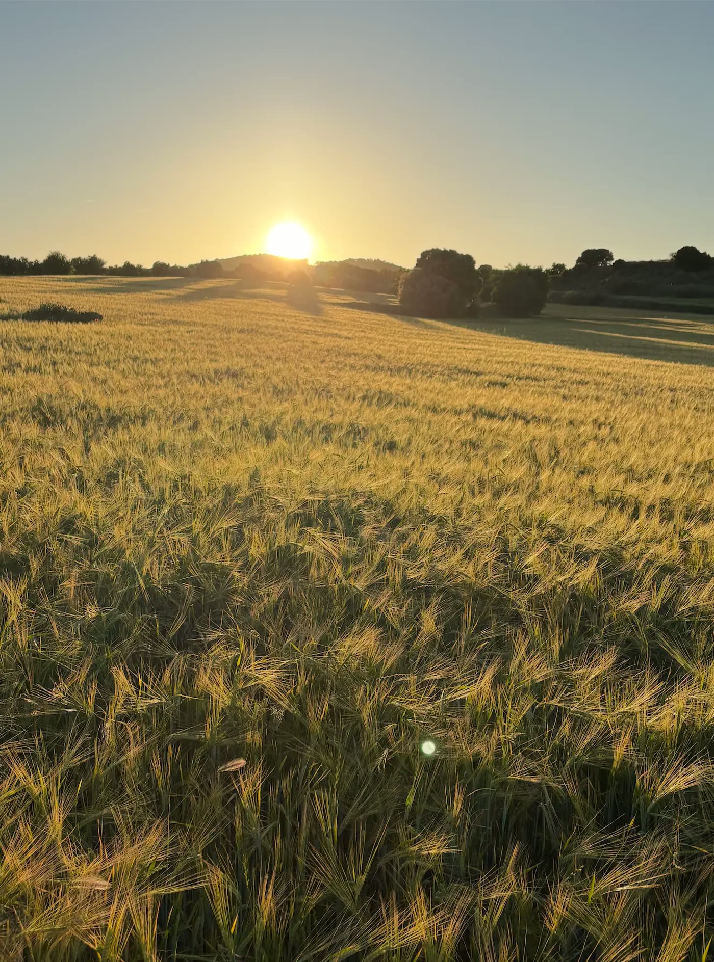 Campos de cebada dorada al atardecer alrededor de la finca